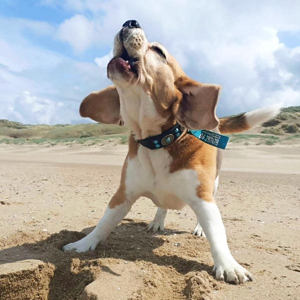 Beagle, Dog walker The Hague Netherlands